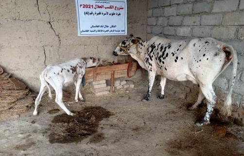 Dairy cow projects for poor families