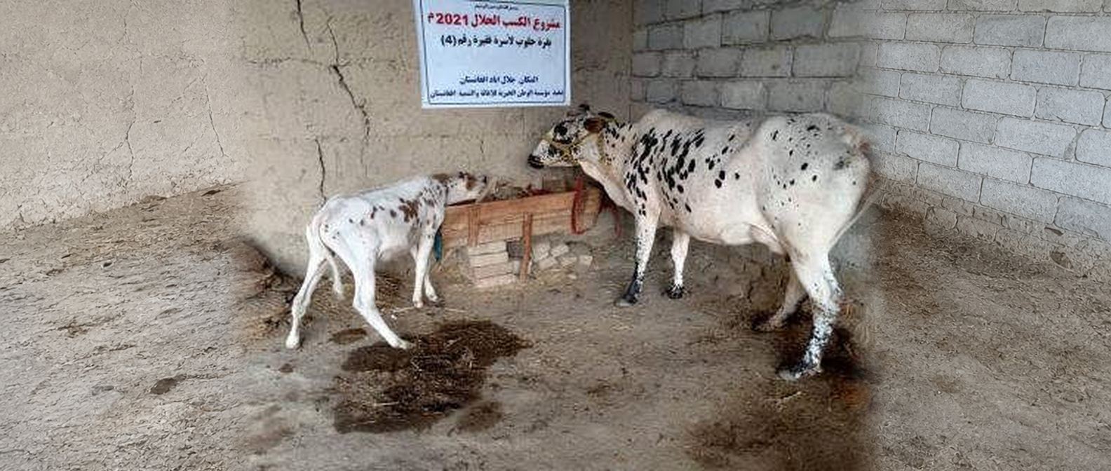 Dairy cow projects for poor families