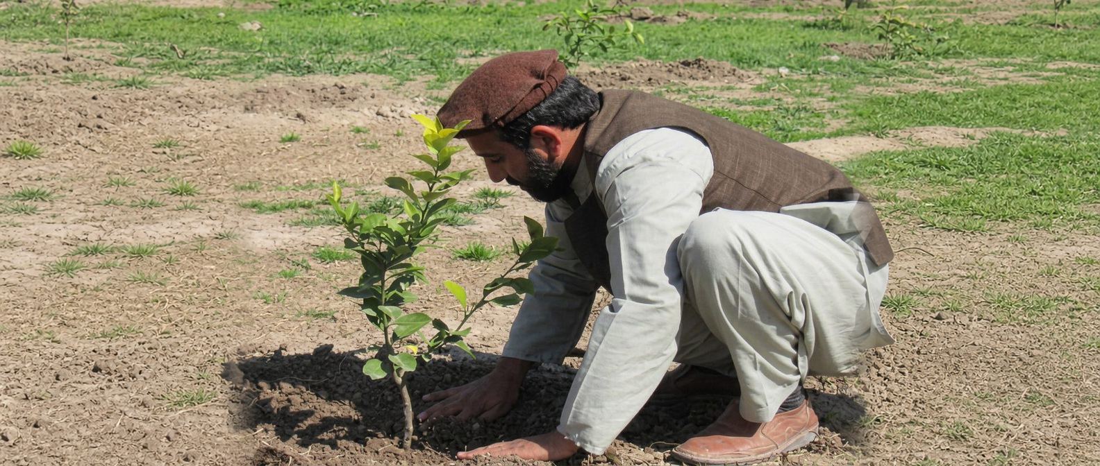 Tree-planting project